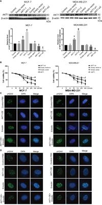 Corrigendum: Emodin Interferes With AKT1-Mediated DNA Damage and Decreases Resistance of Breast Cancer Cells to Doxorubicin